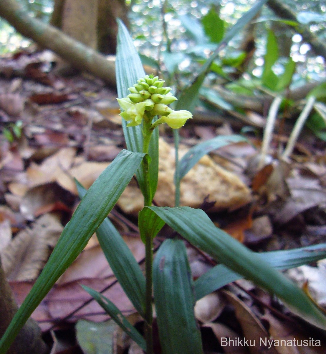 Tropidia bambusifolia (Thwaites) Trimen